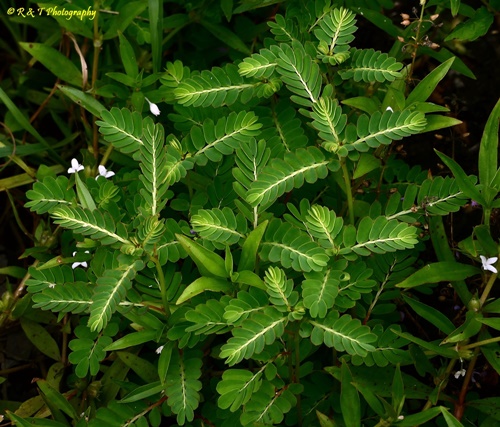 {Phyllanthus urinaria}